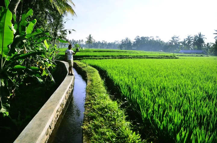 Тегаллаланг: Ubud Sawah Homestay