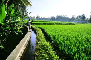 Тегаллаланг: Ubud Sawah Homestay