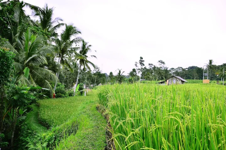 Тегаллаланг: Ubud Sawah Homestay
