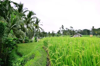 Тегаллаланг: Ubud Sawah Homestay
