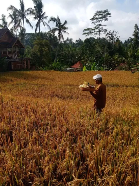 Тегаллаланг: Ubud Sawah Homestay