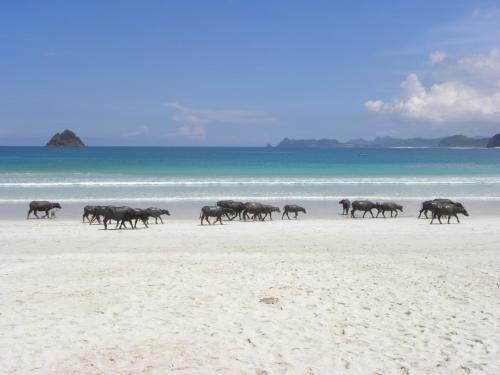 Кута: Pantai South Lombok Villas
