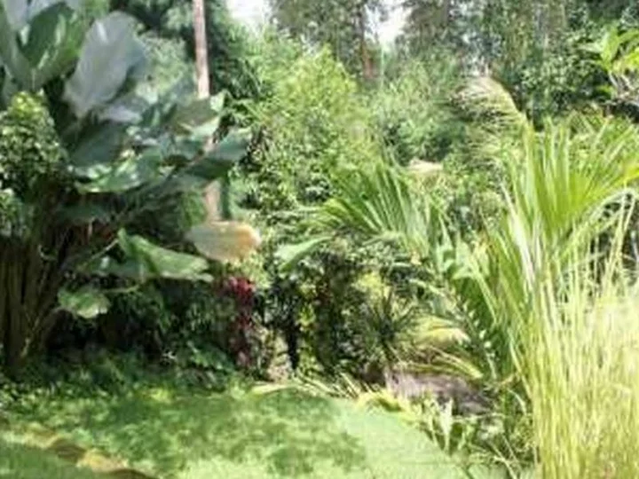 Убуд: Aji Lodge Bungalow