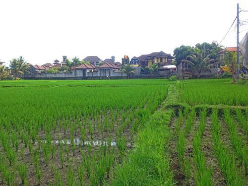 Убуд: Rena House Ubud