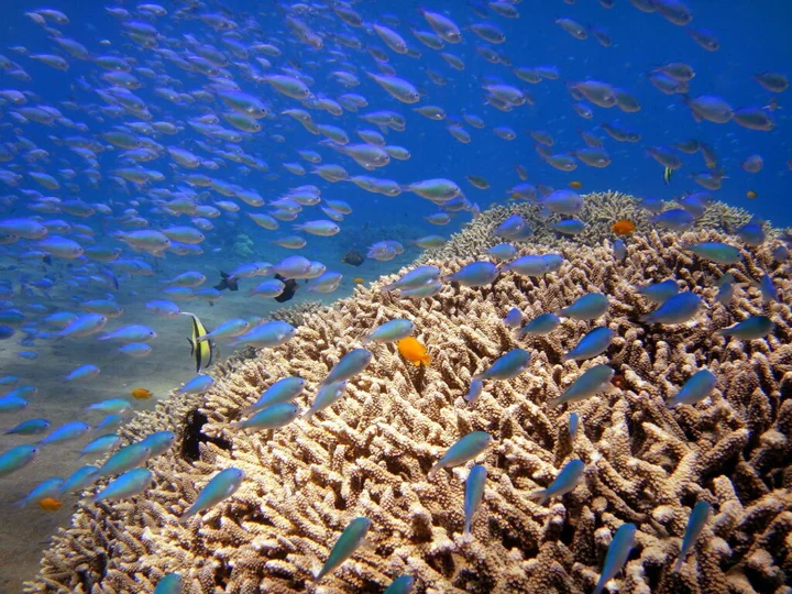 Бунутан: Arya Amed Beach Resort and Dive Center