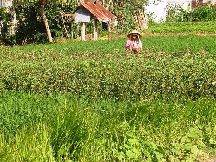 Сукавати: Kirana Homestay