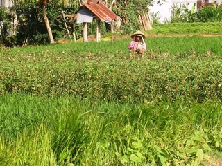 Сукавати: Kirana Homestay