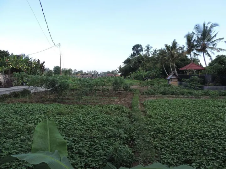 Убуд: Duanas Homestay
