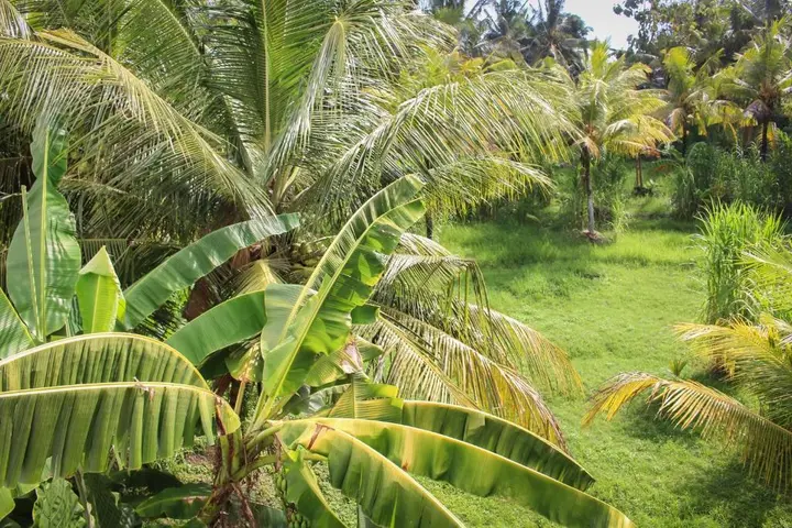 Селемадег: Balian Surf Villas