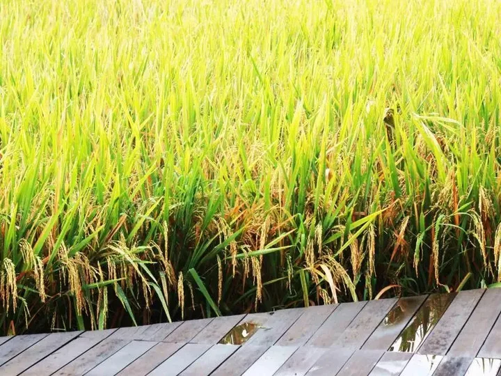 Убуд: Bening Bungalow