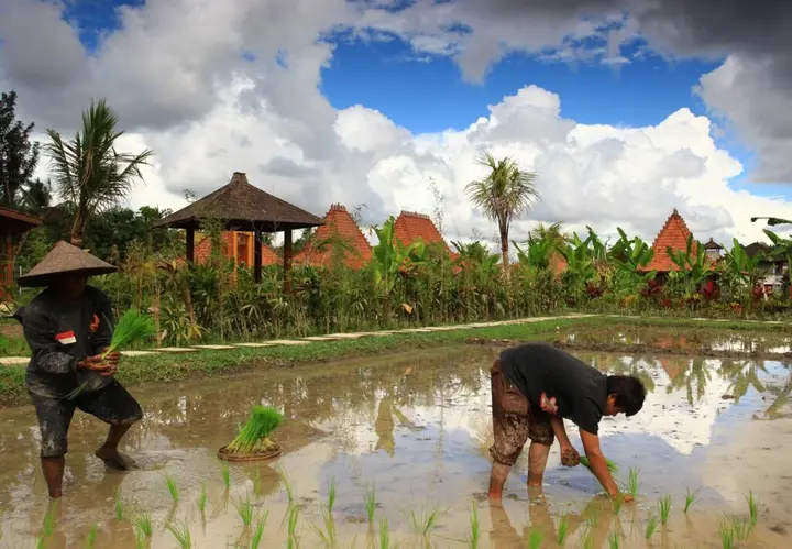 Убуд: Ubud Heaven Penestanan