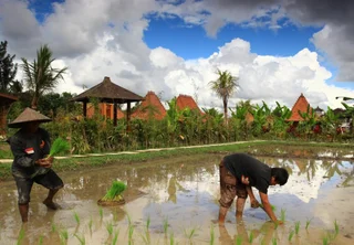 Убуд: Ubud Heaven Penestanan