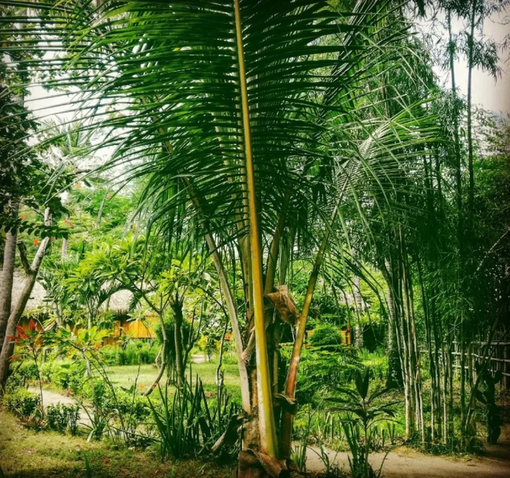 Танджунг: Rinjani Beach Eco Resort