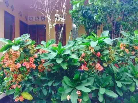 Гили Аир: Gili Spoy - Spoy Homestay