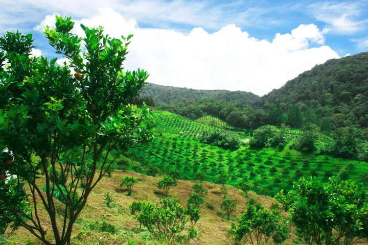 Озеро Тоба: Taman Simalem Resort