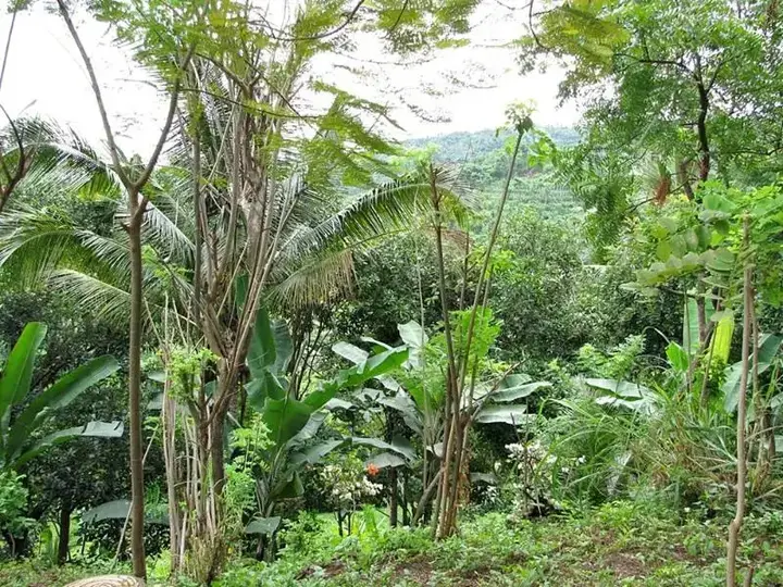 Kubu Aji Banjar Hotel — фото 6