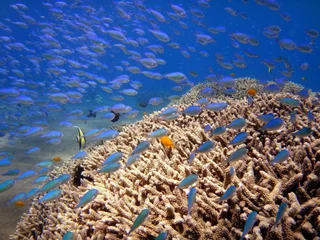 Бунутан: Amed Beach Resort