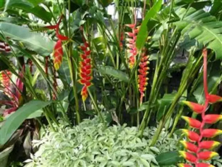 Чангу: Soul Villa Canggu