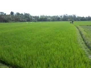 Сукавати: Radhea Ubud House
