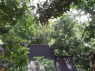 Табанан: 瓦纳普拉斯塔别墅(Wanaprasta Villa)