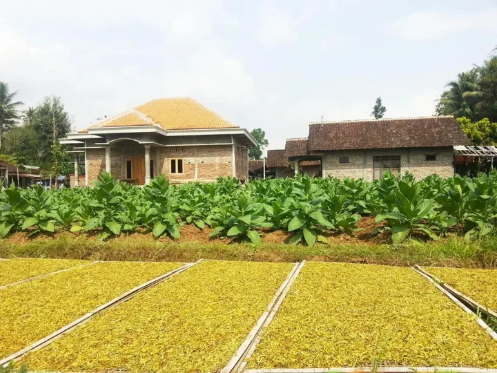 Боробудур: Janur Bungalow