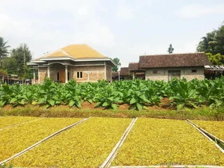 Боробудур: Janur Bungalow