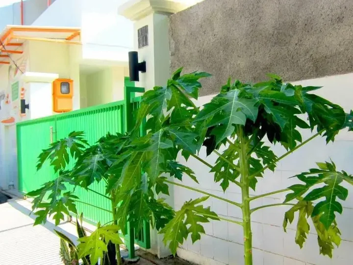Сурабая: Papaya Inn Home