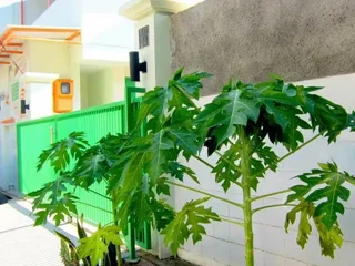 Сурабая: Papaya Inn Home