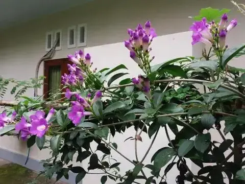 Негара: Shalom Homestay