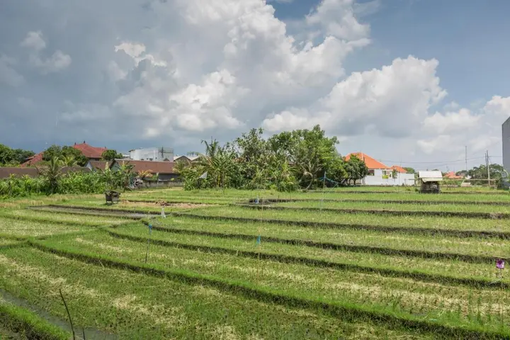 Чангу: Bali Easy Living Canggu