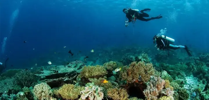Патипелонг: Sinar Harapan