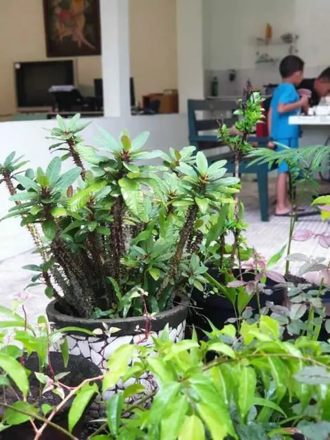 Депок: The Basic Yogyakarta