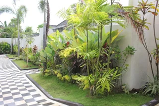Сукасада: The Kayuputih