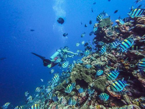 Гили Траванган: Dpm Gili T Diving Hostel & Bar