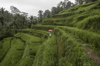 Убуд: The Westin Resort & Spa Ubud, Bali