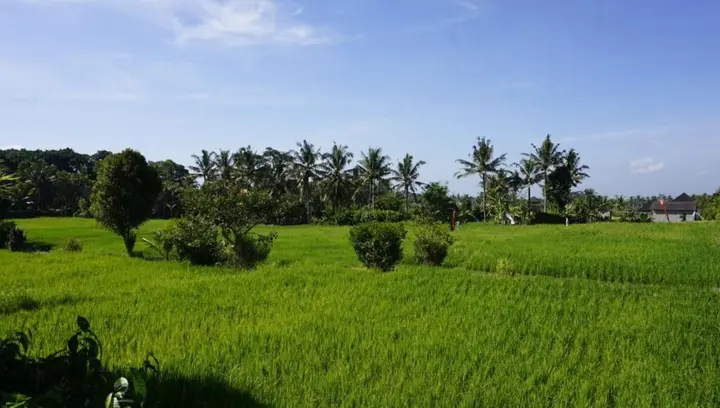 Убуд: Sari Bamboo Bungalows