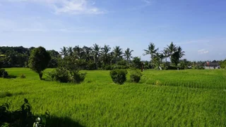 Убуд: Sari Bamboo Bungalows