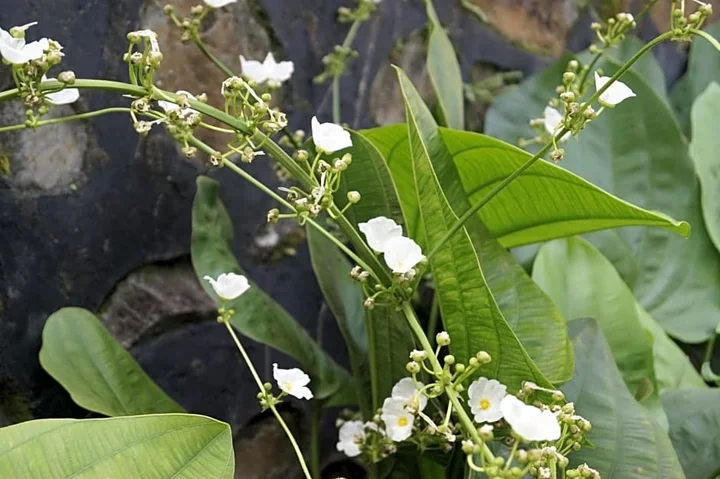 Сенджиги: Sasak Lebung Home