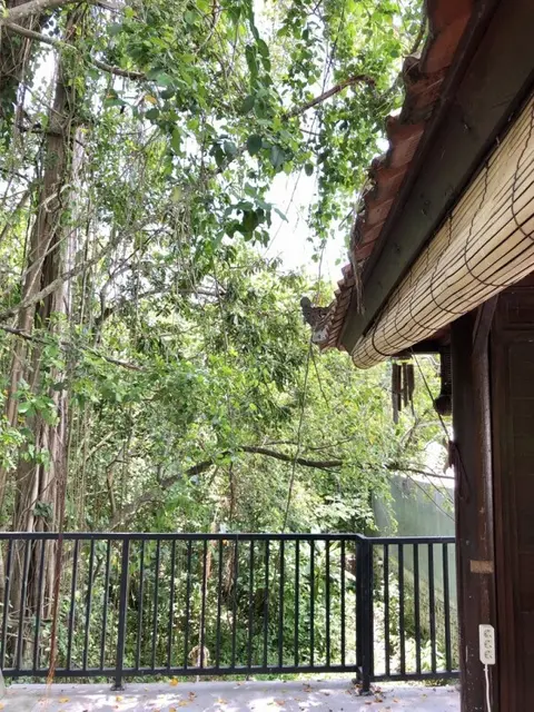 Переренан: The Jungle Hostel Canggu