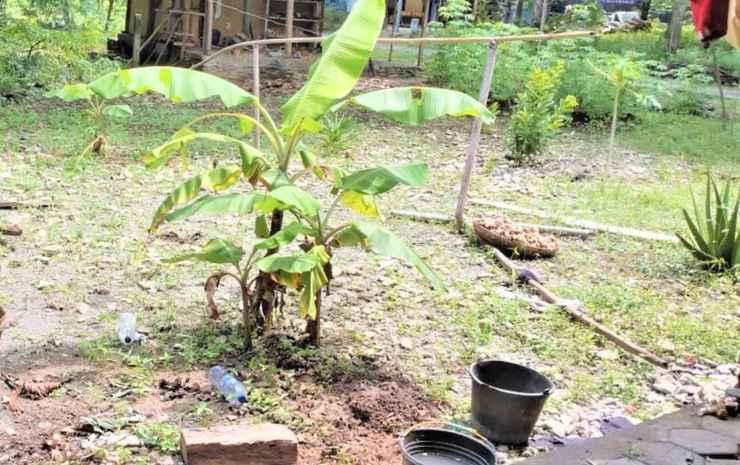 Батуретно: Sor Sawo Krebet Homestay Syariah
