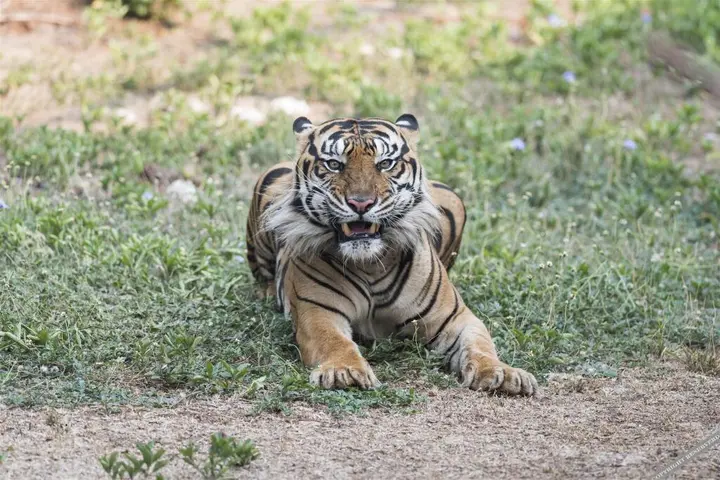 Сукохарджо: Grand Soba