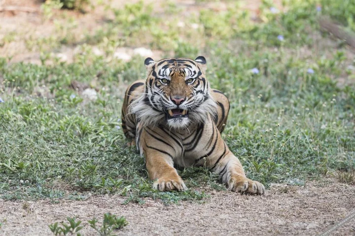 Сукохарджо: Grand Soba