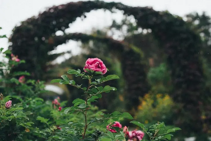 Чемал: Garden Rooms
