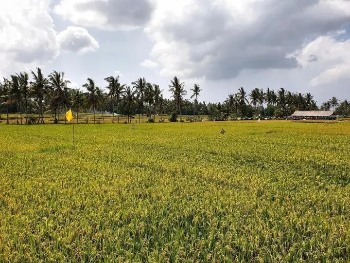 Блахбату: RC ubud villa