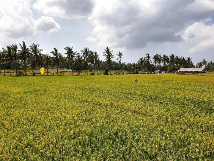 Блахбату: RC ubud villa