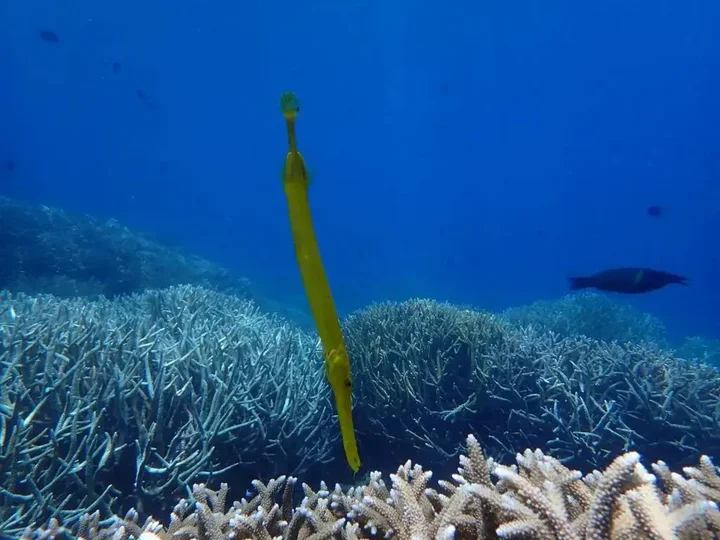 Вори: 4 Sisters Divers