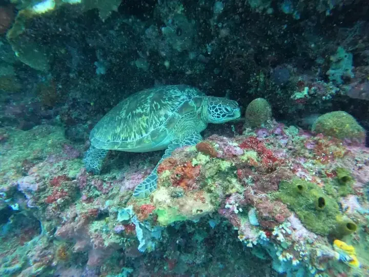 Вори: 4 Sisters Divers