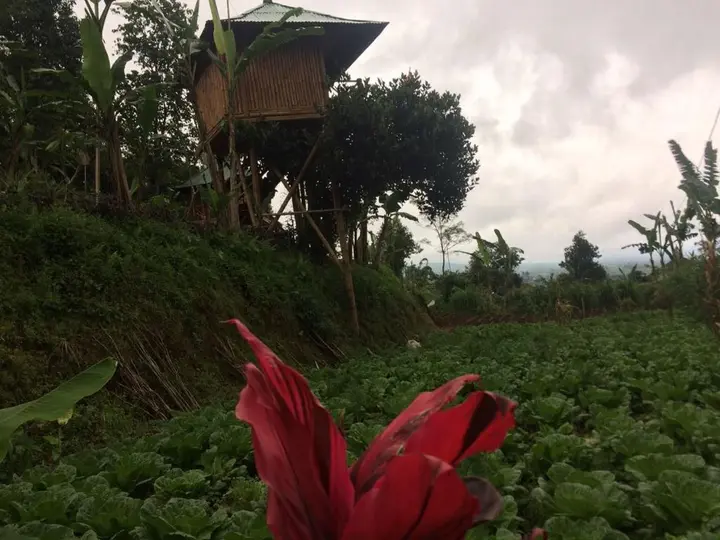 Батурити: Bali Tree House Pelangi