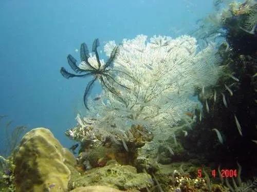 Бунутан: Sahera Dive Resort, Amed