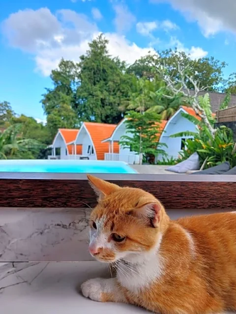 Табанан: Pererenan Wong cottage